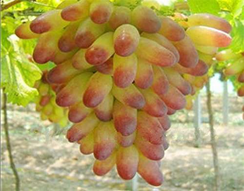 Futaba Senior Courtyard Plants, Delicious Fruit Seeds, Gold Finger 50pcs Grape Seeds 3