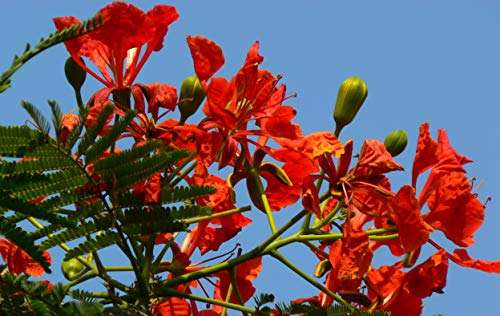 GREEN WORLD Gulmohar Seeds -Ornamental tree seeds -Avenue Tree seeds (Delonix regia seeds) 250 Grams 5