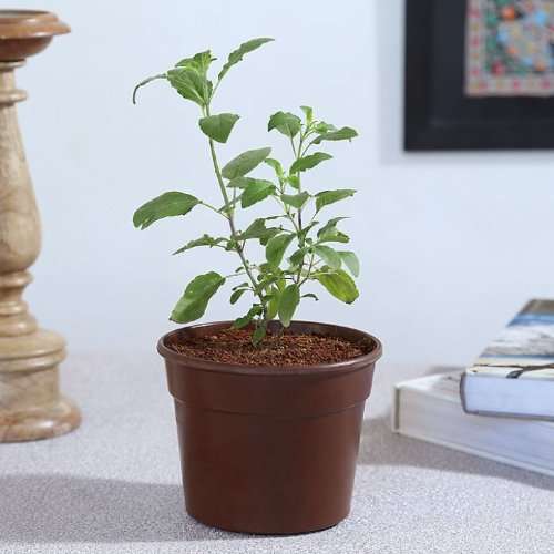 Yka Seeds Creative Farmer Tulsi Seeds 4