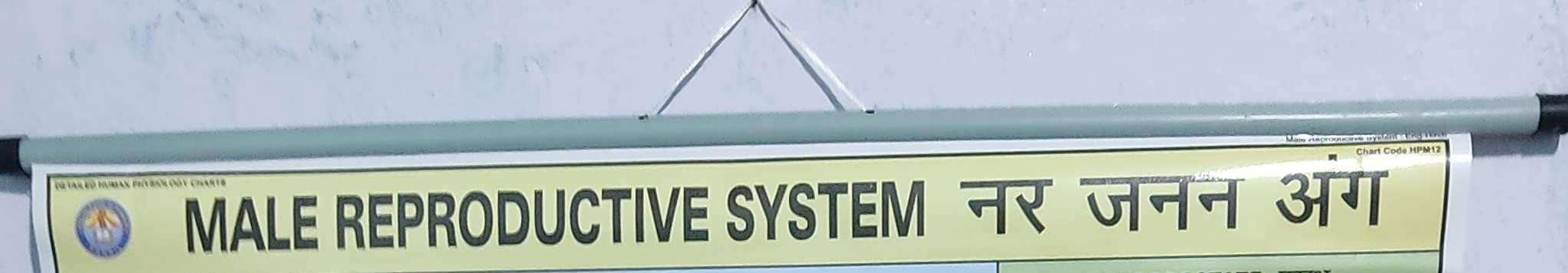 Wall Hanging Chart OF 'MALE REPRODUCTIVE SYSTEM' Wall Chart 3