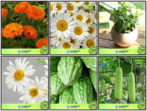 Creative Farmer Plant Seeds Combo Herb Seeds & Vegetable Seeds : Bittergourd, Bittergourd Priyanka - White Large Spindle Fruits , Blanketflower, Chrysanthemum- White, Lemon Basil, German Chamomille Kitchen Garden Pack