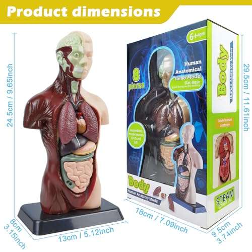 HADWYN 3D Assembled Human Anatomy Model Skeleton, Interactive Scientific Kit for Kids, Educational Science Model, Living Room Decor 2