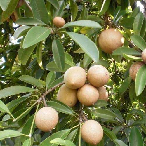 Creative Farmer Live Exotic Fruit Plant Sapota Chiku (Sapodilla) Chikoo Sweet Balcony Garden Plant(1 Healthy Live Plant) 1