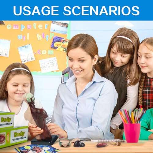 HADWYN 3D Assembled Human Anatomy Model Skeleton, Interactive Scientific Kit for Kids, Educational Science Model, Living Room Decor 6