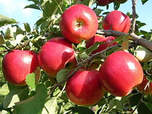 Ariya ANNA GRAFTED APPLE PLANT- Live Apple plant for Hot Climate/ Hot Weather- Apple Plant for all Season-From Shimla-Himachal Pradesh (Anna Apple Plant) 2