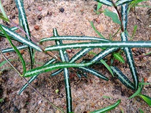 Creative Farmer Nannari (Hemidesmus Indicus) Indian Sarsaparilla Natural Outdoor Plant Live (Healthy Live Plant) 1