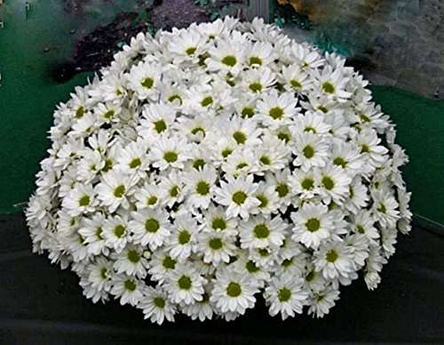 OhhSome Flower Seeds : Jamanthi Poovu Chrysanthemum White Flower Seeds Easy To Grow Seeds For Home Terrace Gardening Plants Garden [Home Garden Seeds Eco Pack Plant Seeds - Eco" 1
