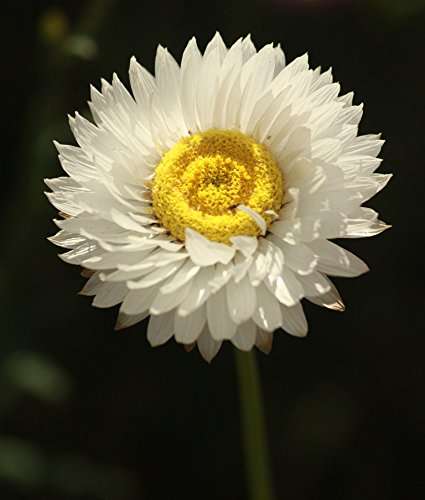 Creative Farmer Flower Seeds : Double Mix (Acroclinium/Sunrays flower) Paper Daisy Flower for Home Garden by YKA Seeds 2