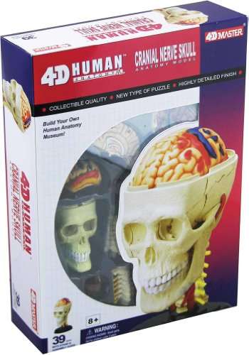 Tedco Human Anatomy Cranial Skull 2