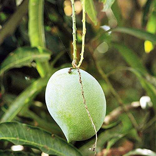 ROYAL LAND Rare Nadan Moovandan Mango Fruit Live Plant 1 Healthy Grafted Live Plant