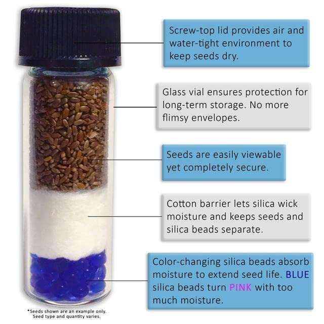 VibeX Rigid Gourd,Torai-100 Seeds 2