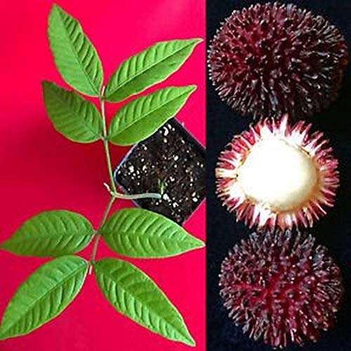 Creative Farmer Fruit Plant Pulasan Rare Exotic Tropical Live Nephelium Mutabile 2+ Feet - Plants Outdoor Garden Plant(1 Healthy Live Plant)