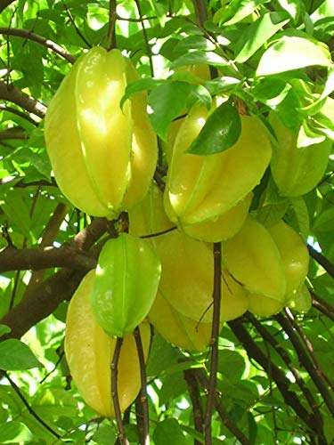 Creative Farmer Grafted Care All Season Starfruit Carambola Plant Fruit Plants For Full Sun (Healthy Live Plant) 2