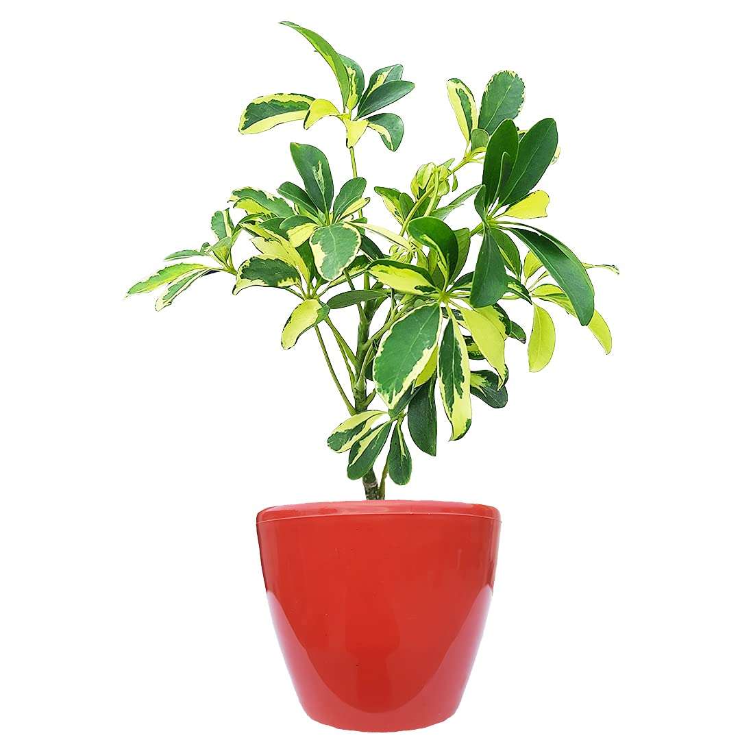 HN Organics Schefflera Variegated Plant with Pot (Terracota Pot) 1