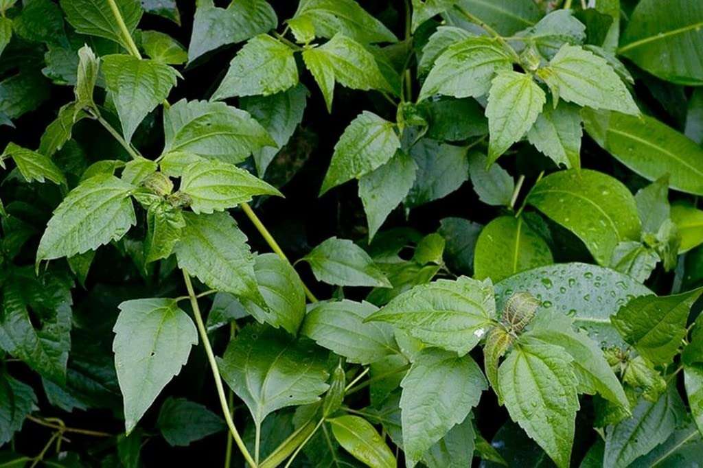 Creative Farmer Communist Pacha (Chromolaena Odorata) Siam Weed Out Door Plants Medicinal (Healthy Live Plant)