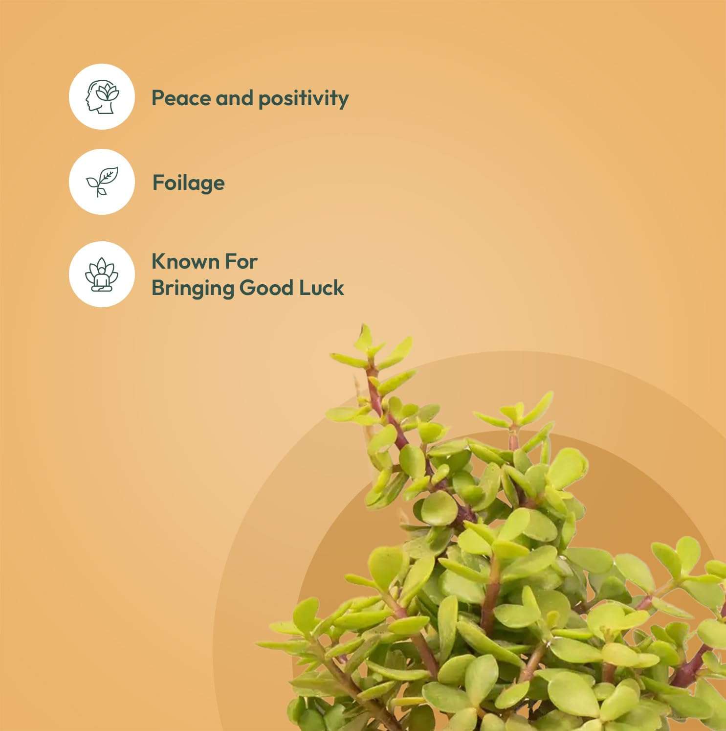 KYARI Areca Palm-Jade Combo of 2 Indoor Plants for Living Room | Live Plants | Plants with White Pot for Home Air purifier plants | Plants for Home Decor | Plants for garden 3