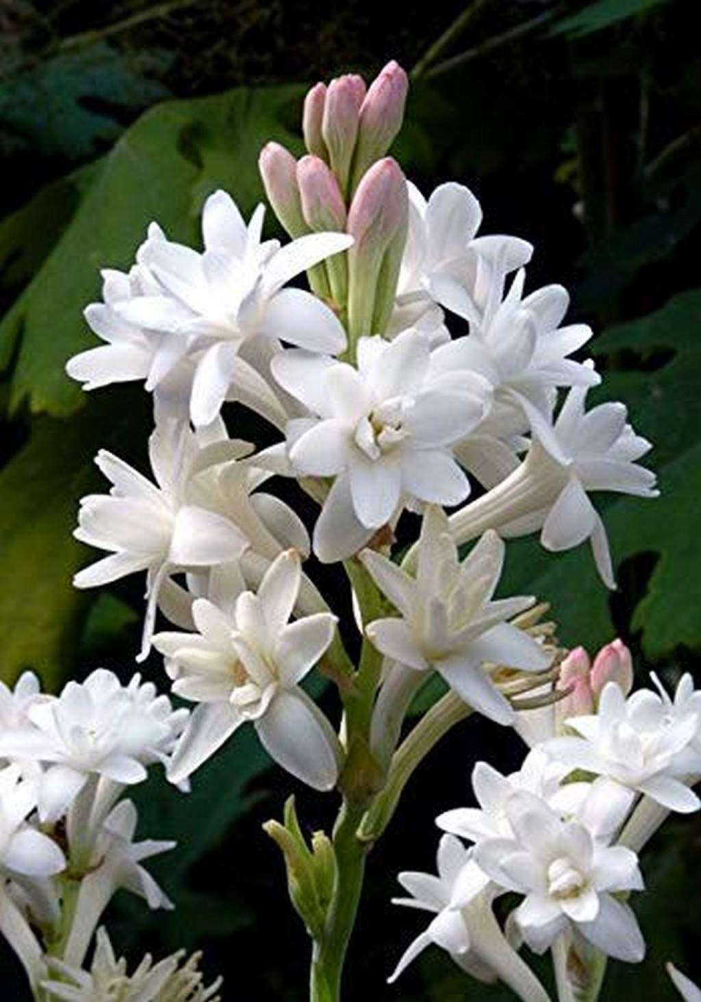 OhhSome Koo Round The Year Flowering Plant Rajanigandha Fragrant Flower Bulb (Single Tuberose) 12 Live Bulb 1