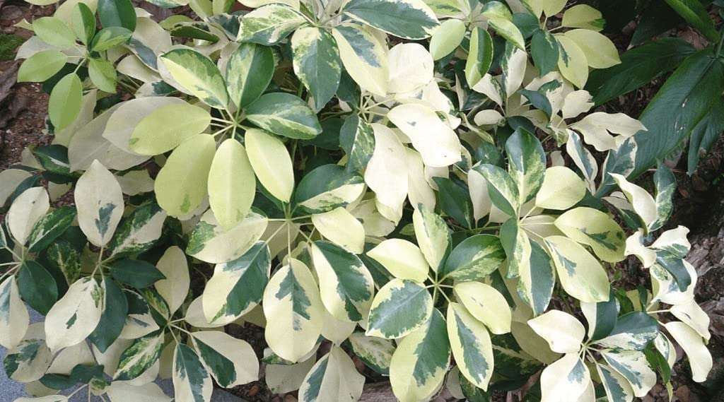 OhhSome Variegated Schefflera (Schefflera Arboricola) Indoor Plants For Entryway Healthy Live (Healthy Live Plant) 3