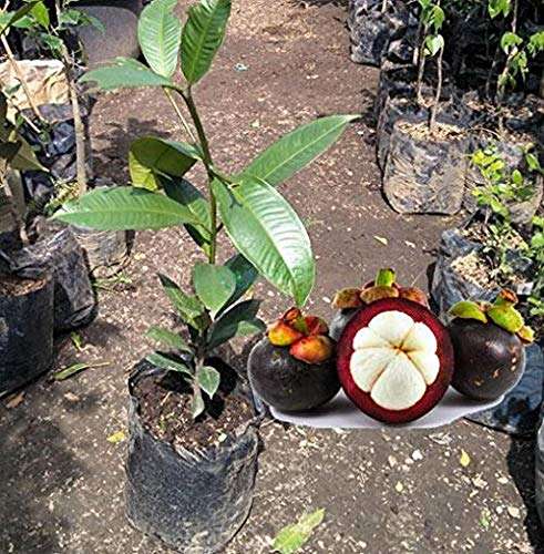Creative Farmer Live Fruit Plant Mangosteen Garcinia X Mangostana L Tropical Fruiting Tree Plants For Garden Plant(1 Healthy Live Plant)