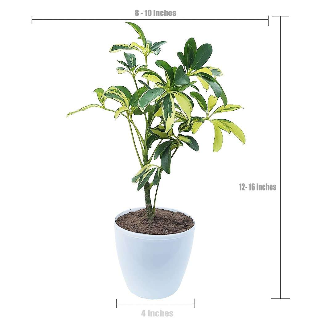 HN Organics Schefflera Variegated Plant with Pot (Terracota Pot) 3