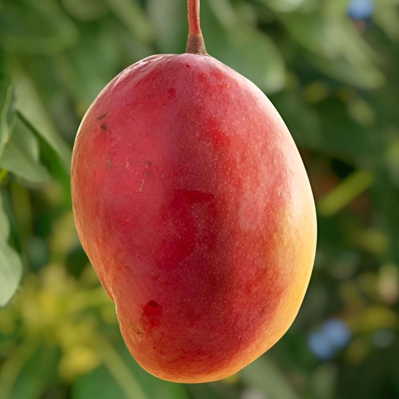 Green view Ambika Mango " Hybrid Healthy Mango Fruit Plant (Grafted Plant, 1.5-2 Feet Height) Live Plant for Home Garden 3