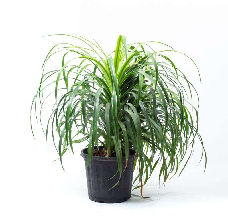 Garden Art Dracaena Draco Indoor Housing Plant Air Purifier Plant(pack of 1 healthy plant) 1