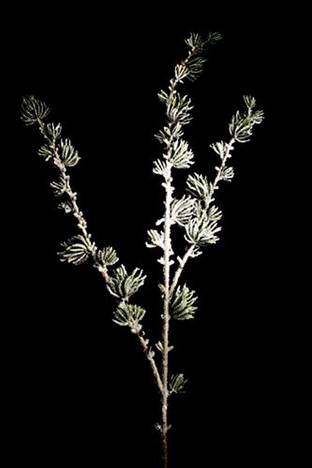 Queens of Christmas WL-PCK37-JPN-SN-37 37" Japanese Pine Pick with Snow 1