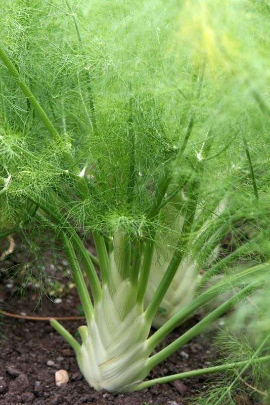 Ritz Farming� IMP. Fennel Florence Herb Seeds For Outdoor And Indoor Garden ( 70 SEEDS )
