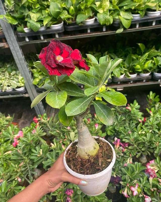 Adenium Plant live Combo Without Pot Bosnai Multi Petal Desert Rose (Set of 5 Plants) | (Combo) | BSWS_06 6