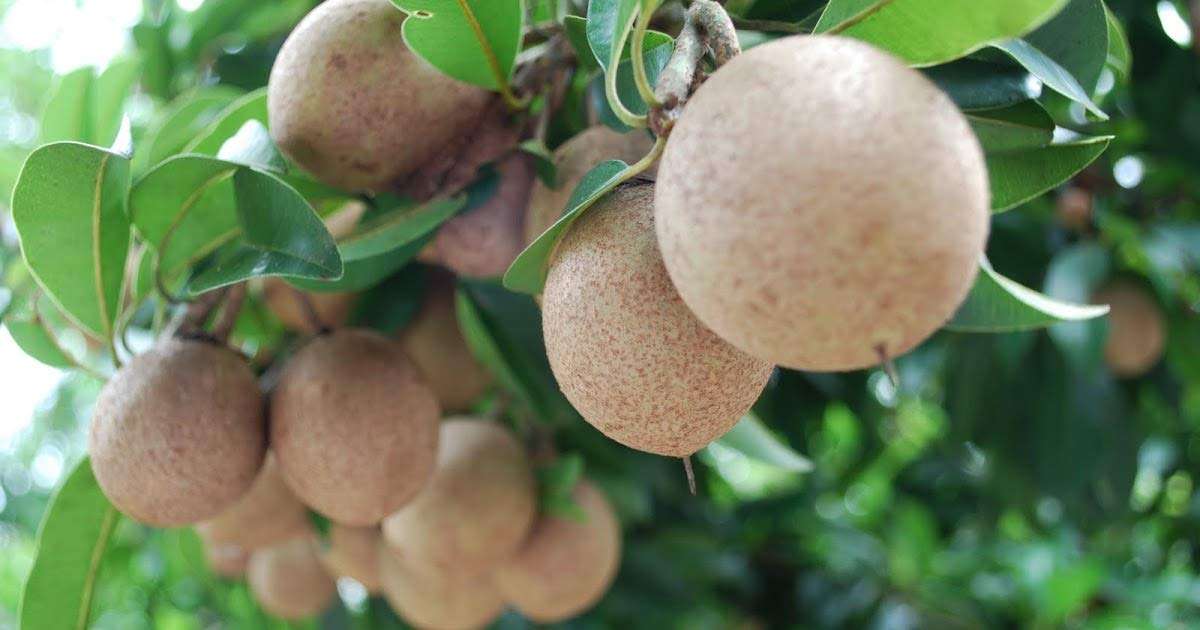 Creative Farmer Live Exotic Fruit Plant Sapota Chiku (Sapodilla) Chikoo Sweet Balcony Garden Plant(1 Healthy Live Plant) 5