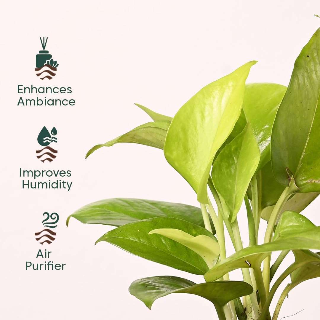 KYARI Combo of 4 Money Variegated, Golden Money, Golden Snake & Jade Plants for Home Decor with Cream Self Watering Pot - Small 4 inch 5