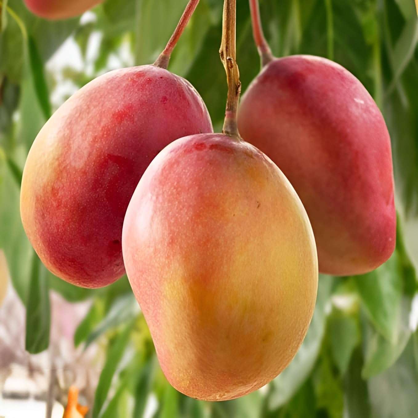Green view Ambika Mango " Hybrid Healthy Mango Fruit Plant (Grafted Plant, 1.5-2 Feet Height) Live Plant for Home Garden 2