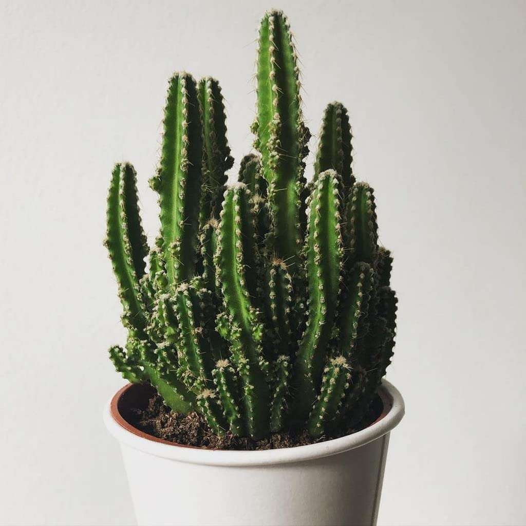 Creative Farmer Good Indoor Small Cactus Cereus ‘Florida’(Fairy Castle), 5.5 Cm Pot Artificial Plant With (Balcony Healthy Live Plant) 3