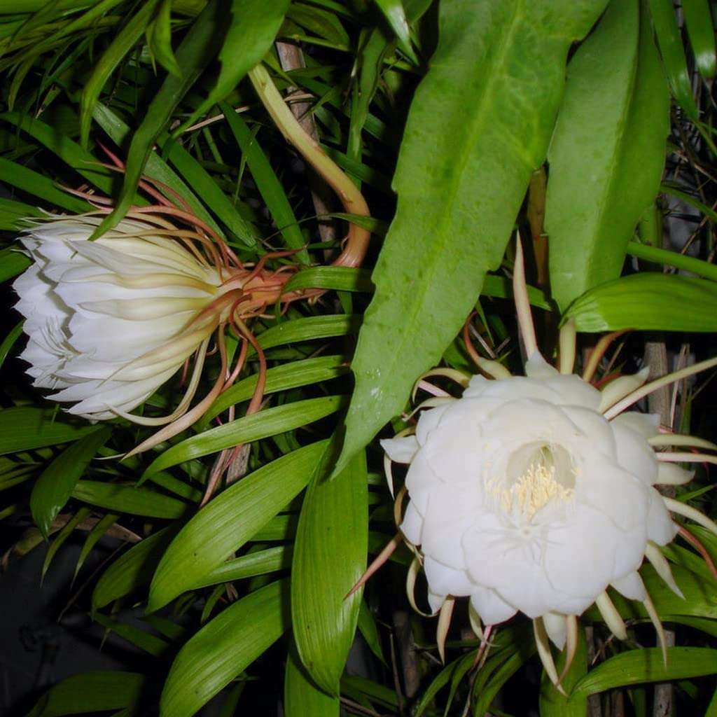 Creative Farmer Nishagandhi Plant (Epiphyllum Oxypetalum) Flowering Live (Healthy Live Plant)