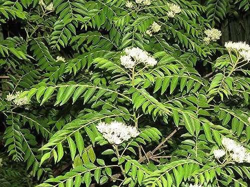 CooPany® Curry Patta Plant/Curry Leaves Herb Healthy Live Plant 2 to 4 Feet Height Plant