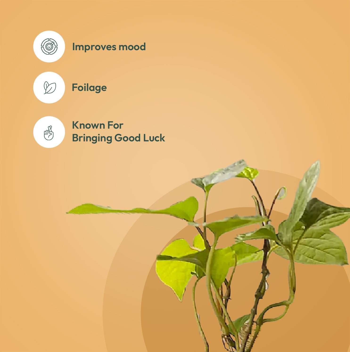 KYARI Betel Leaf-Spider Combo of 2 Indoor Plants for Living Room | Live Plants | Plants with Grey Pot for Home Air purifier plants | Plants for Home Decor | Plants for garden 3