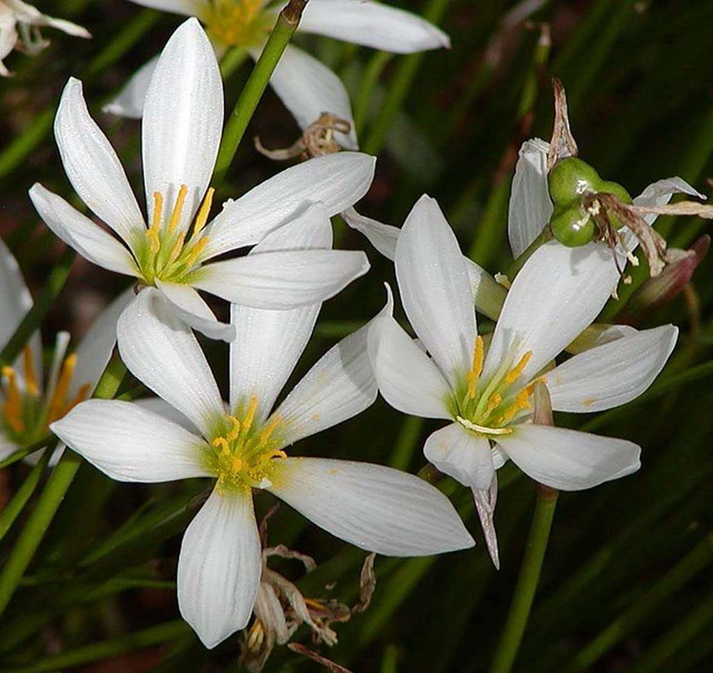 OhhSome Zephyranthes Candida (White) Gardening Plant Live (Healthy Live Plant) 3