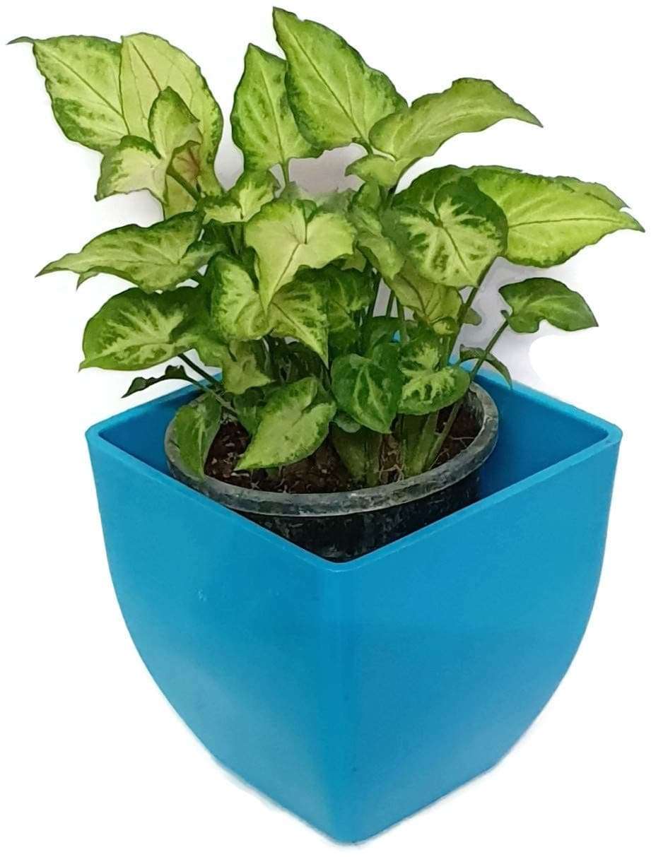 Grun Decorative Variegated Green Syngonium - Air Purifying Oxygen Providing Indoor Plant 1