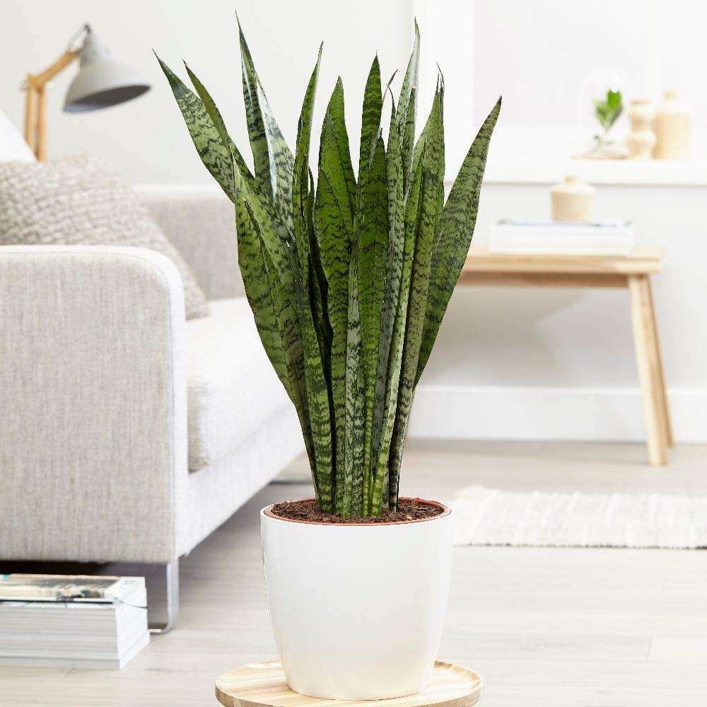 PMK E Store Snake Plant Green Dwarf Air Purifier Oxygen Supplier 1