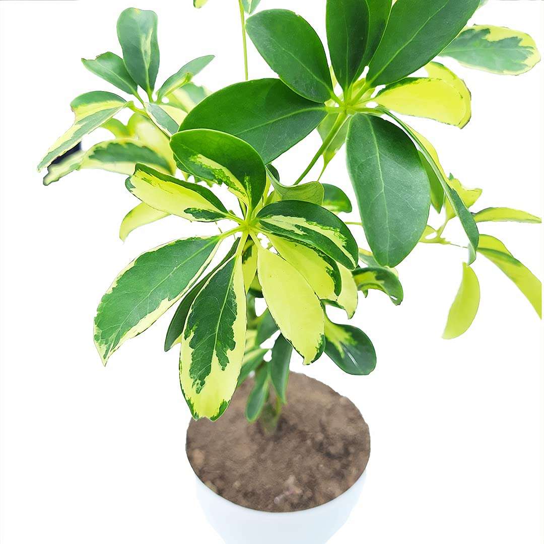 HN Organics Schefflera Variegated Plant with Pot (Terracota Pot) 2