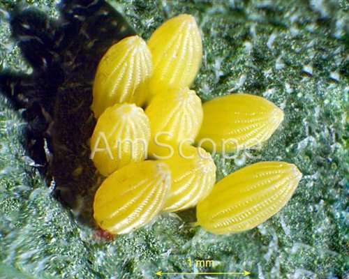 AmScope SM-1BX Professional Binocular Stereo Zoom Microscope, WH10x Eyepieces, 3.5X-45X Magnification, 0.7X-4.5X Zoom Objective, Ambient Lighting, Large Table Pillar Stand, Includes 0.5x Barlow Lens 2