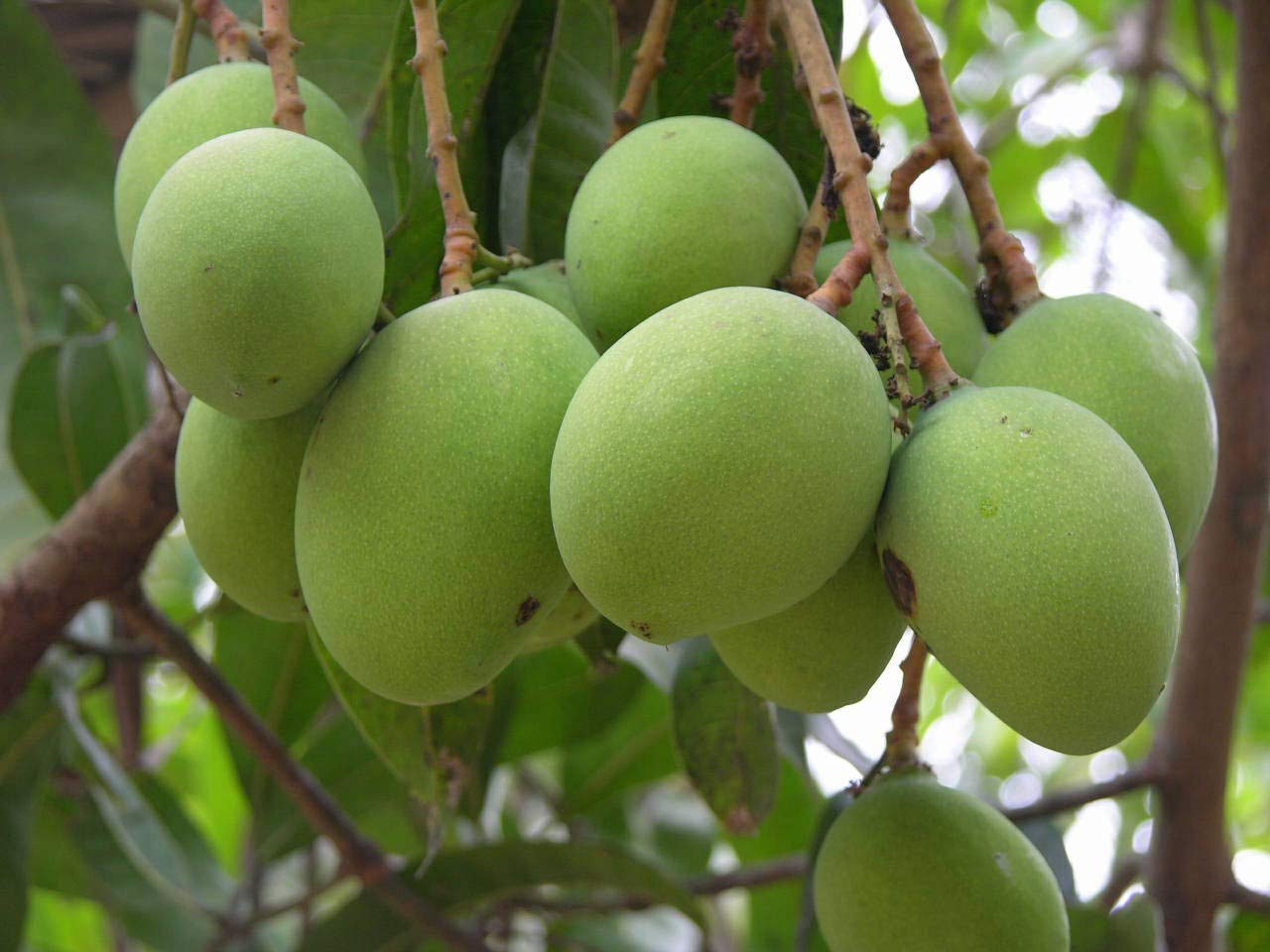 Grinian Rare Mango Fruit 1 Grafted Live Plant - Variety : Kalluketti Mango