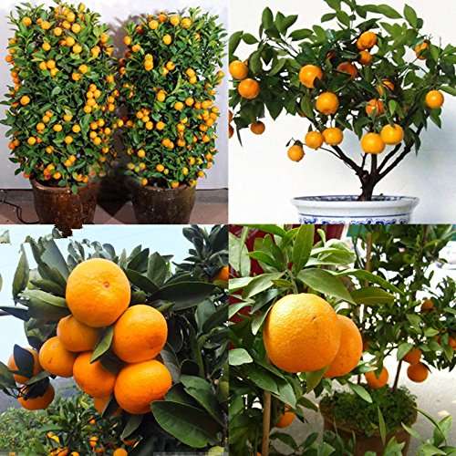 M-Tech Gardens 1 Healthy Rare Live Plant ' Bush Orange ' with fruits Tropical Fruit Seedling Plant