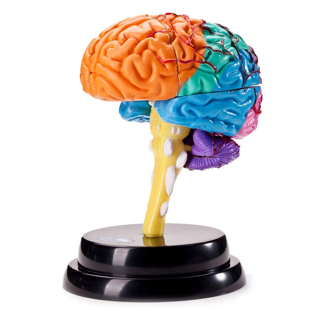 Anatomy Model, Human Brain Model - Brain Model - Detachable Human Organ Model Brain Model for Study Display Teaching Medical Model for Medical Demonstration Skeleton Model