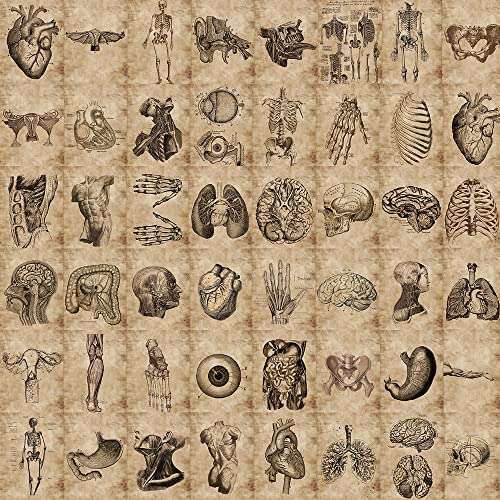 Meet Holiday Human Skeleton Anatomy Stickers, 56 Pcs, Vinyl, Waterproof, for Teachers, Wall, Furniture, Door, Gifts 1