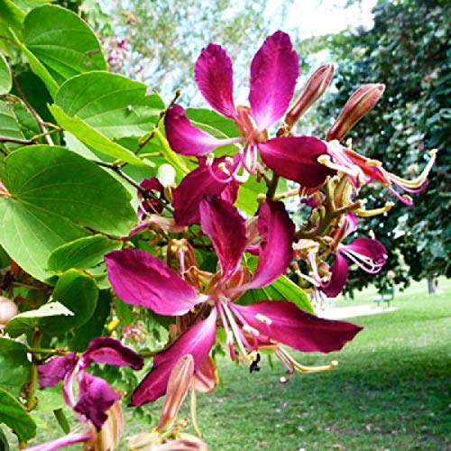 SHOP 360 GARDEN Bauhinia Purpurea, Purple Orchid Tree, Butterfly tree, Pink butterfly tree, Purple bauhinia, Purple butterfly, Kaniar, Laal kachnar Purple Orchid Tree Seeds - Pack of 20 Seeds