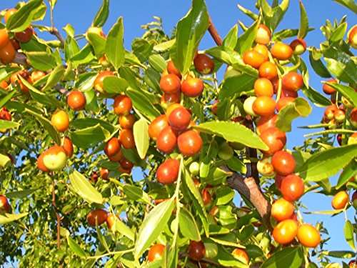 ROYAL LAND Rare Ziziphus Mauritiana Indian Jujube, Ber Apple,Chinese Apple,Indian plum,Masau 1 Healthy Live Plant 2