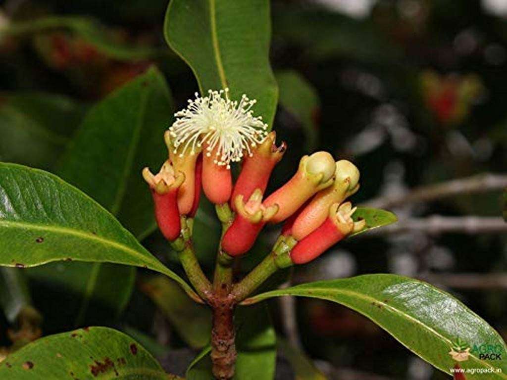 OhhSome Live Plant Clove Fruit Plants -Trees Healthy (Real for Garden And Home) Plant (1 Healthy Live Spice Plant) 1