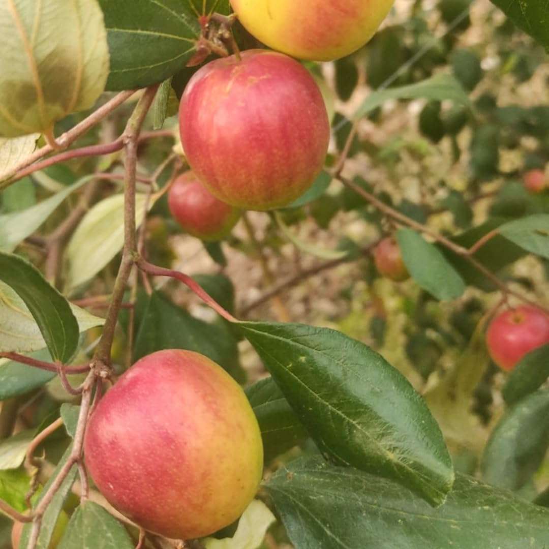 Nursery Live Rare Apple Ber Fruit/Jujube Fruit (" Miss India, Grafted Hybrid) Exotic 1 Live Fruit Plant 1