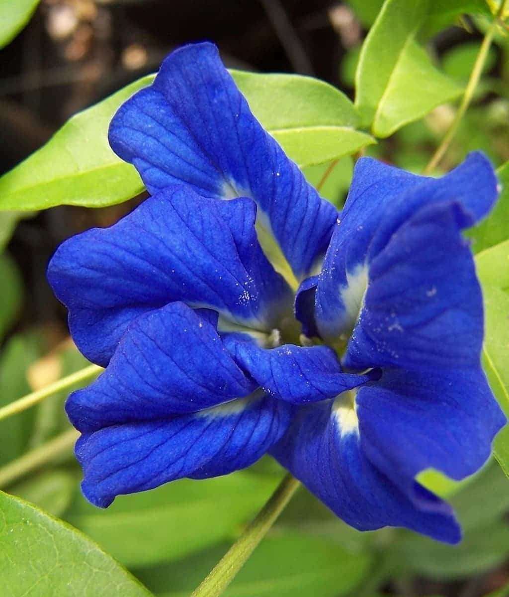 Sansar Green® Aparajita Magic Mixture, Essential Super Powerful Organic Fertilizer for Aparajita Plants with ++ Growth Booster and Active Micro Organism (1800gm) 2